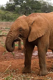 Nairobi: Kenya, Nairobi, David Sheldrick Wildlife