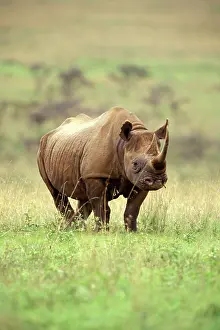 Nairobi: Kenya, Nairobi National Park. Black Rhinoceros