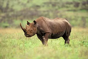 Nairobi: Kenya, Nairobi National Park. Black Rhinoceros