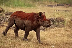 Orphaned: Kenya: Nairobi National Park, Scud, orphaned