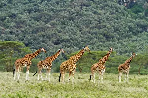 Rothschildi: Kenya, Nakuru national park, Baringo giraffe (Giraffa
