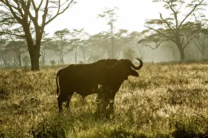 Nakuru: Kenya, Nakuru national park, buffalo (Syncerus caffer)