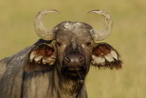 Morris: Kenya, Nakuru National Park. Cape buffalo