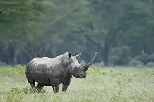 Morris: Kenya, Nakuru National Park. Endangered