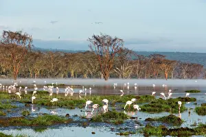 Catastrophe: Kenya, Nakuru national park, lac Nakuru, some flamingos