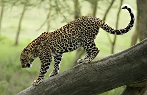 Morris: Kenya, Nakuru National Park. Leopard walking