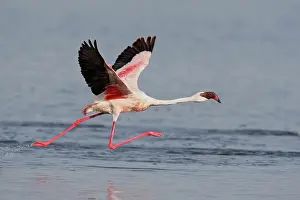 Morris: Kenya, Nakuru National Park. Lesser flamingo