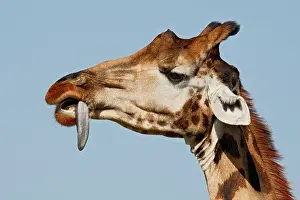 Morris: Kenya, Nakuru National Park. Rothschild's