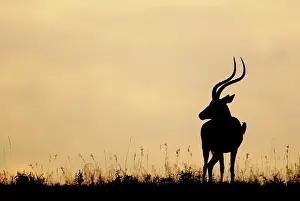 Morris: Kenya, Nakuru National Park. Silhouette