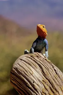 Agama: Kenya: Namunyak Conservation Area, Agama