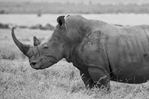 Subspecies: Kenya, Ol Pejeta Conservancy. Southern white rhinoceros