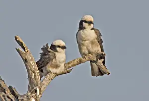 Fiscal: Kenya. Pair of grey-backed fiscals perched