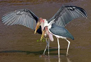Marabou: Kenya. Pair of marabou storks in shallow
