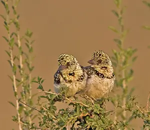 Barbet: Kenya. Pair of red-yellow barbets perched