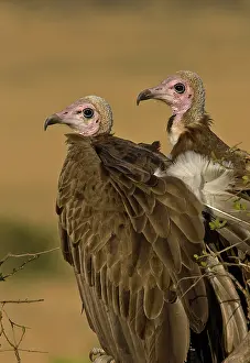 Lappet: Kenya. Profile of two lappet-faced vultures
