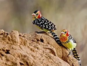 Williams: Kenya. Red-and-yellow barbet birds perched