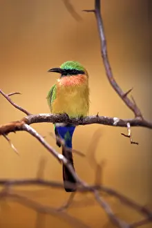 Bullocki: Kenya. Red-throated bee eater (Merops bullocki)