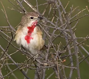Patched: Kenya. Rosy-patched bushshrike bird perched