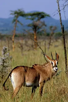 Alison: Kenya: Ruma National Park, in Lambwe Valley