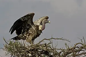 Highest: Kenya. Ruppell's vulture with wings outspread