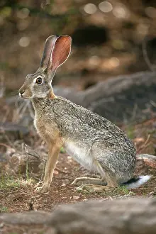 Capensis: Kenya, Samburu Game Reserve. Cape Hare (Lepus