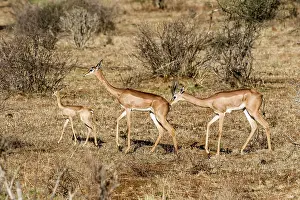 Litocranius: Kenya, Samburu game reserve, gerenuk (Litocranius