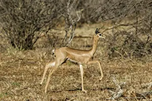 Litocranius: Kenya, Samburu game reserve, gerenuk (Litocranius