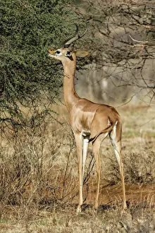 Litocranius: Kenya, Samburu game reserve, gerenuk (Litocranius