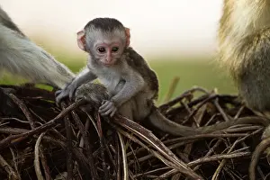Vervet: Kenya, Samburu Game Reserve. Vervet Monkey