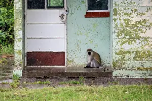 Vervet: Kenya, Samburu game reserve, vervet monkey (Chlorocebus
