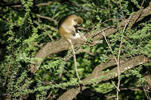 Vervet: Kenya, Samburu game reserve, vervet monkey (Chlorocebus
