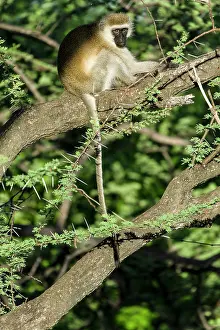 Vervet: Kenya, Samburu game reserve, vervet monkey (Chlorocebus