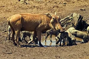 Phacochoerus: Kenya, Samburu Game Reserve. Warthog (Phacochoerus
