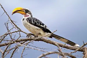 Tockus: Kenya, Samburu Game Reserve. Yellow-billed
