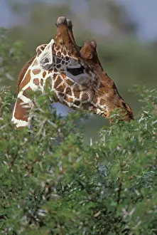 Reticulated: Kenya, Samburu National Park. A reticulated