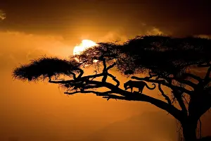 Zuckerman: Kenya, Samburu National Reserve. Leopard silhouette