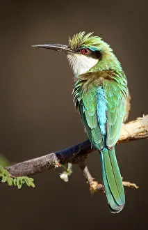Williams: Kenya, Samburu National Reserve. Close-up