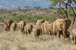 Kirkland: Kenya, Samburu National Reserve. Elephants