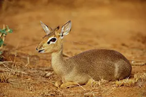 Snouted: Kenya, Samburu National Reserve. Guenther's
