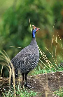 Helmeted: Kenya, Samburu National Reserve. Helmeted