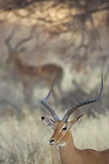 Morris: Kenya, Samburu National Reserve. Two impalas