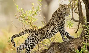 Williams: Kenya, Samburu National Reserve. Leopard