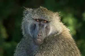 Kirkland: Kenya, Samburu National Reserve. Portrait