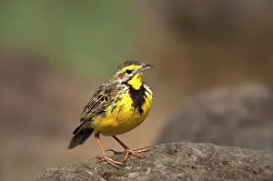 Francolinus: Kenya, Samburu National Reserve. Yellow-necked