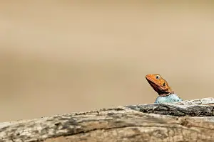 Agama: Kenya, Samburu reserve, Agama (Agama agama), male