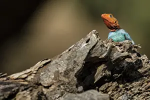 Agama: Kenya, Samburu reserve, Agama (Agama agama), male