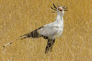 Secretary: Kenya. Secretary bird in tall grass