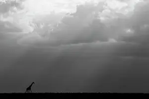 Subspecies: Kenya, Serengeti, Maasai Mara. Masai giraffe in