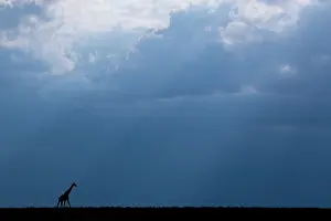 Subspecies: Kenya, Serengeti, Maasai Mara. Masai giraffe in