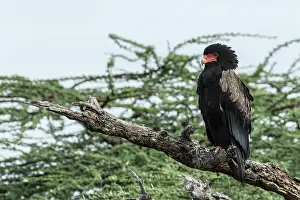 Kenyas: Kenya, Shaba game reserve, bateleur (Terathopius